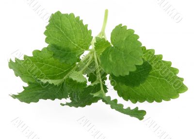 lemon balm