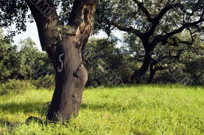 Cork tree forest  - Quercus suber