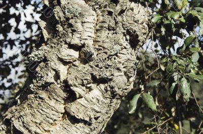 Virgin cork tree bark detail - Quercus suber