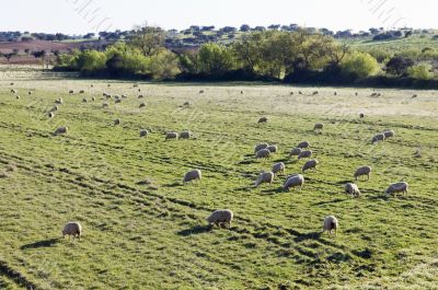 Merino sheep pasturing