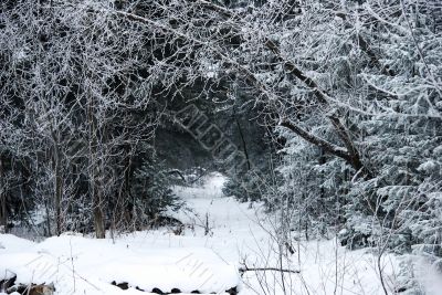Winter landscape 2