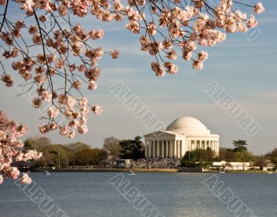 Cherry Blossom and Jefferson Monument