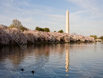 Cherry Blossom and Ducks