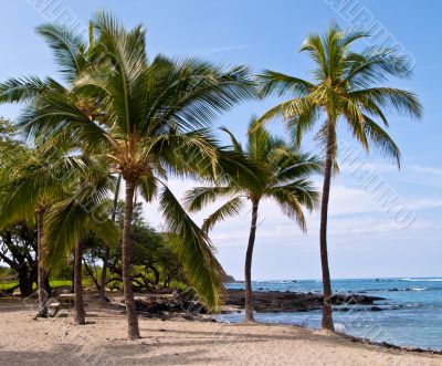 Palm trees on Hawaiian Beach