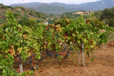 Cluster of grapes, ripening