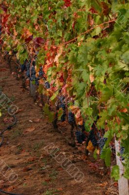 Cluster of grapes, ripening