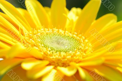 Yellow gerbera close-up