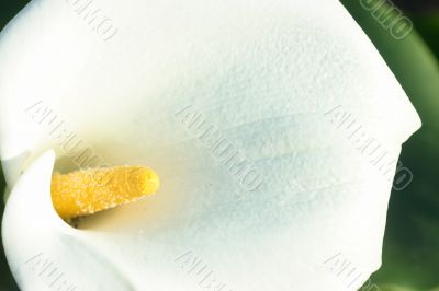 White calla close-up