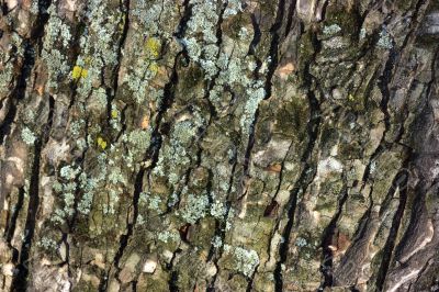 Tree bark close-up