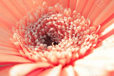 Pink gerbera close-up