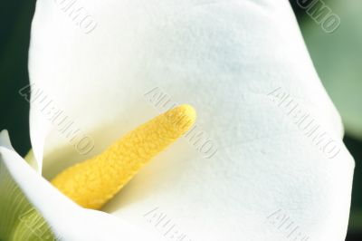 White calla close-up