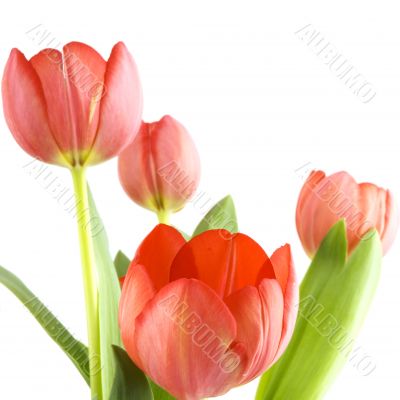 red tulips