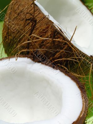 Coconut