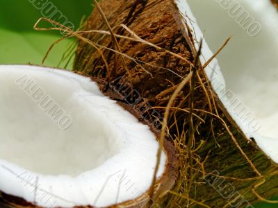 Coconut