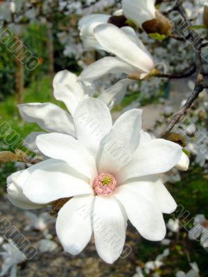 Japanese magnolia