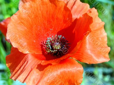 Red poppy