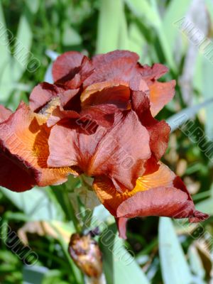 Reddish Iris