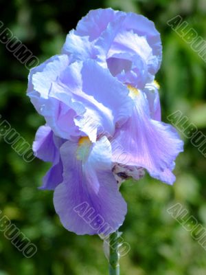 Blue iris