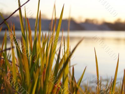 River bank. Shined grass