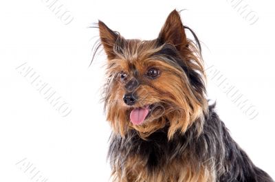 Small dog