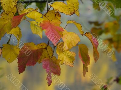 autumnal foliage