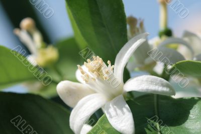 Orange tree blossom