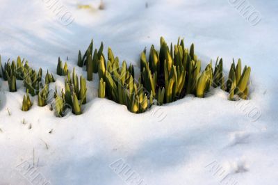 Flowers in  the snow