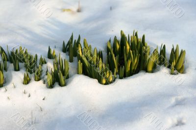 Flowers in  the snow