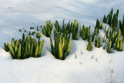 Flowers in  the snow