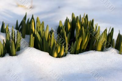 Flowers in  the snow