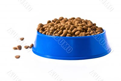 Pet`s bowl with meal