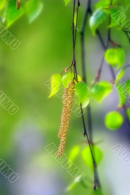 Spring: birch burgeon in sunlight beam