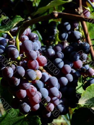 Black grapes