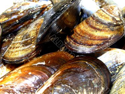 Mussels