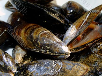 Mussels