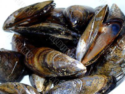 Mussels