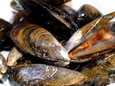 Mussels