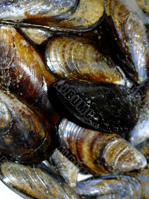 Mussels