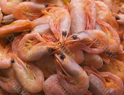 shrimps