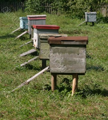 Several beehives at green grass