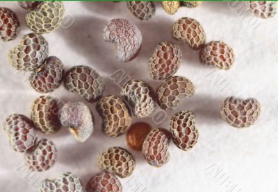 Seeds of a poppy (Papaver rhoeas)