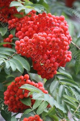 Ashberry