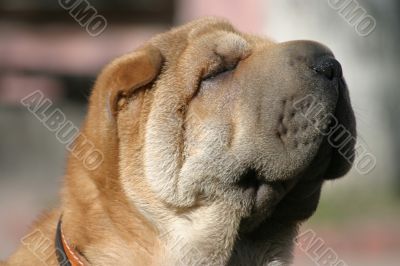 Shar-pei