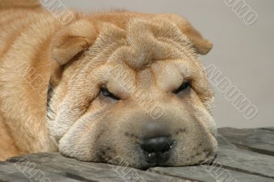 Muzzle of a sharpey