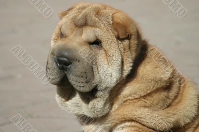 Shar-pei