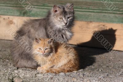 Two cats: grey & red