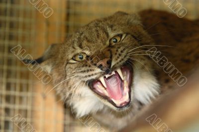 Aggressive lynx