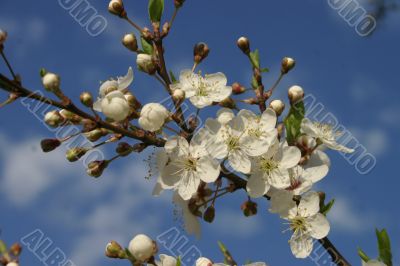 Spring Blossoms cherry tree