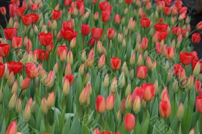 Tulips