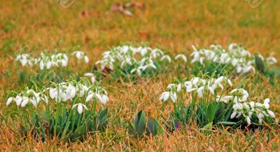 Snowdrop